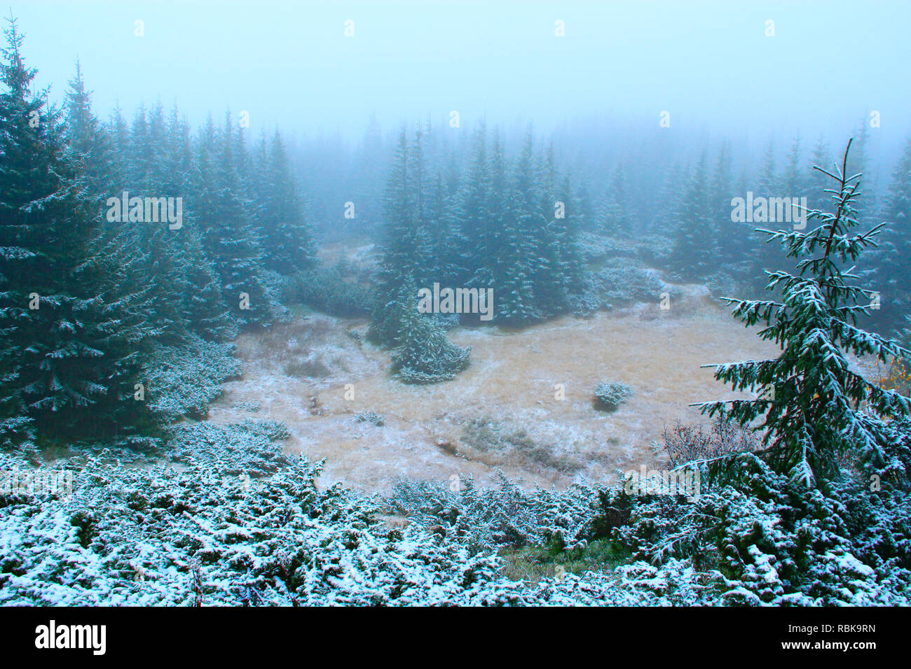 Clearing in forest with spruces after first snow in year. Glade among spruce wood. Dense green forest with fir trees after first snow in year. Forest  Stock Photo