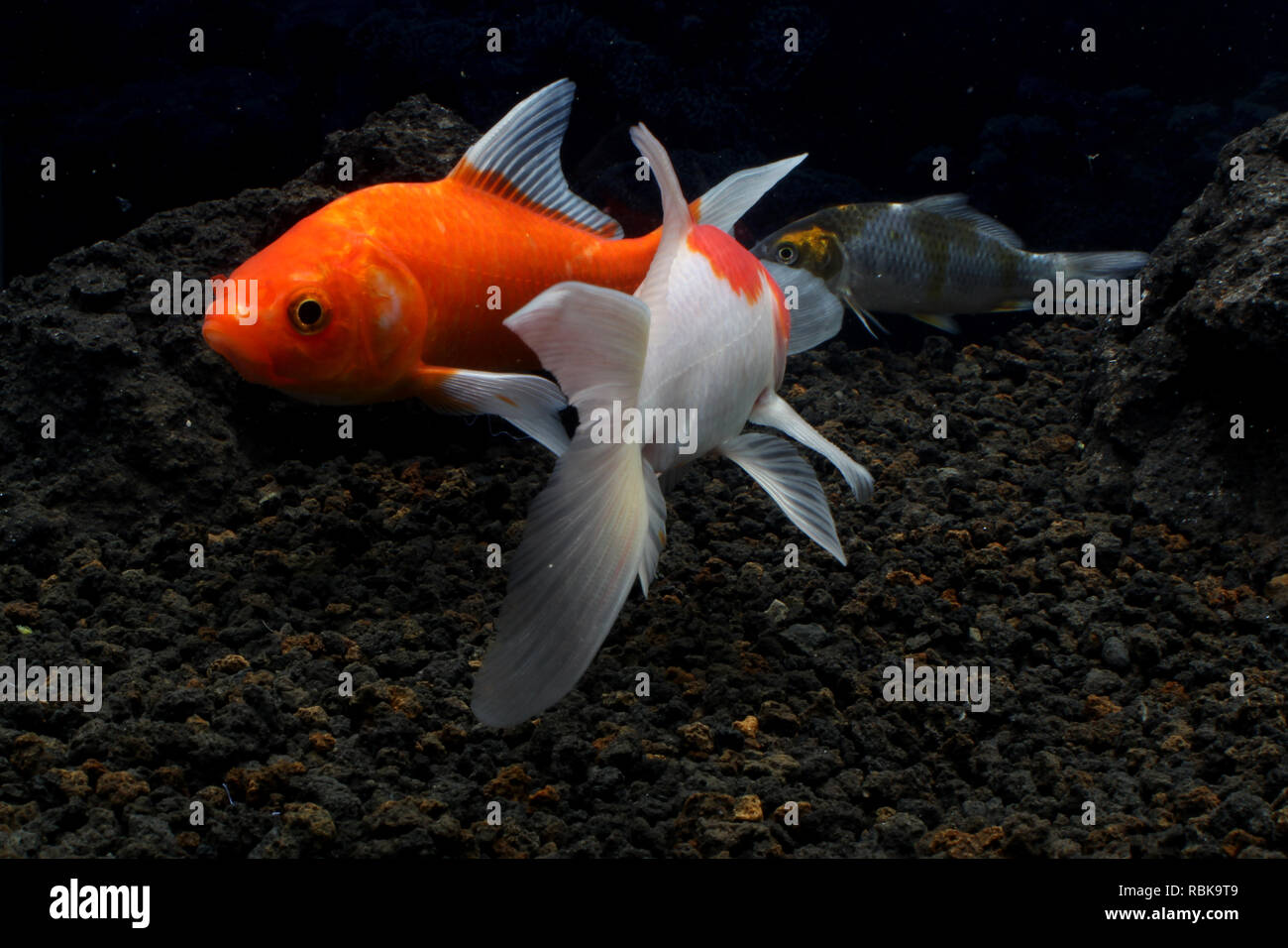 koi-fish-in-a-pond-stock-photo-alamy