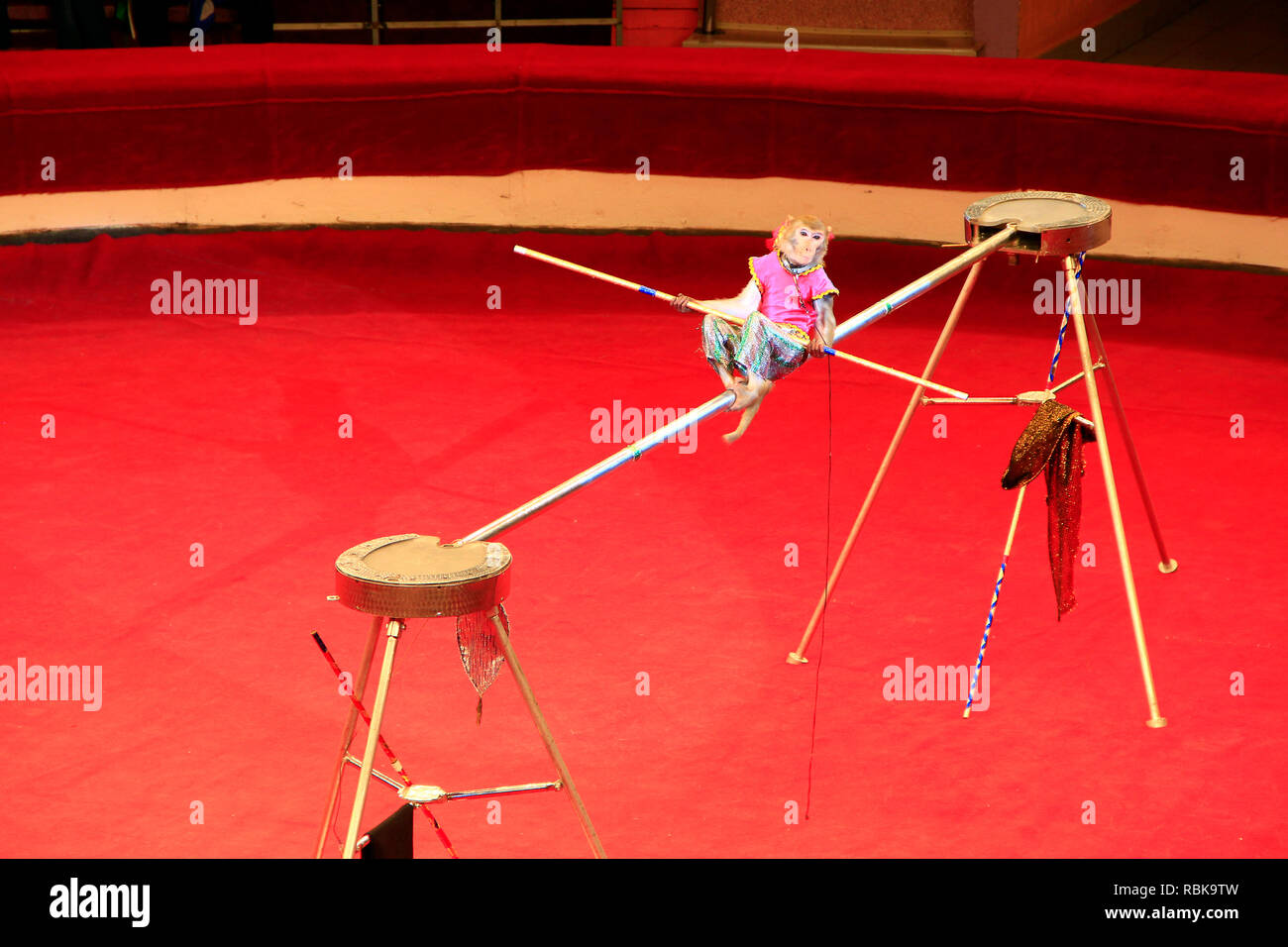 Trained monkey walking on rope with balance beam in circus. Amusing monkey performing in Comel circus Stock Photo