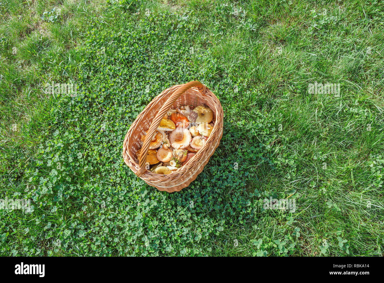 A full basket of russula on a sunny meadow Stock Photo