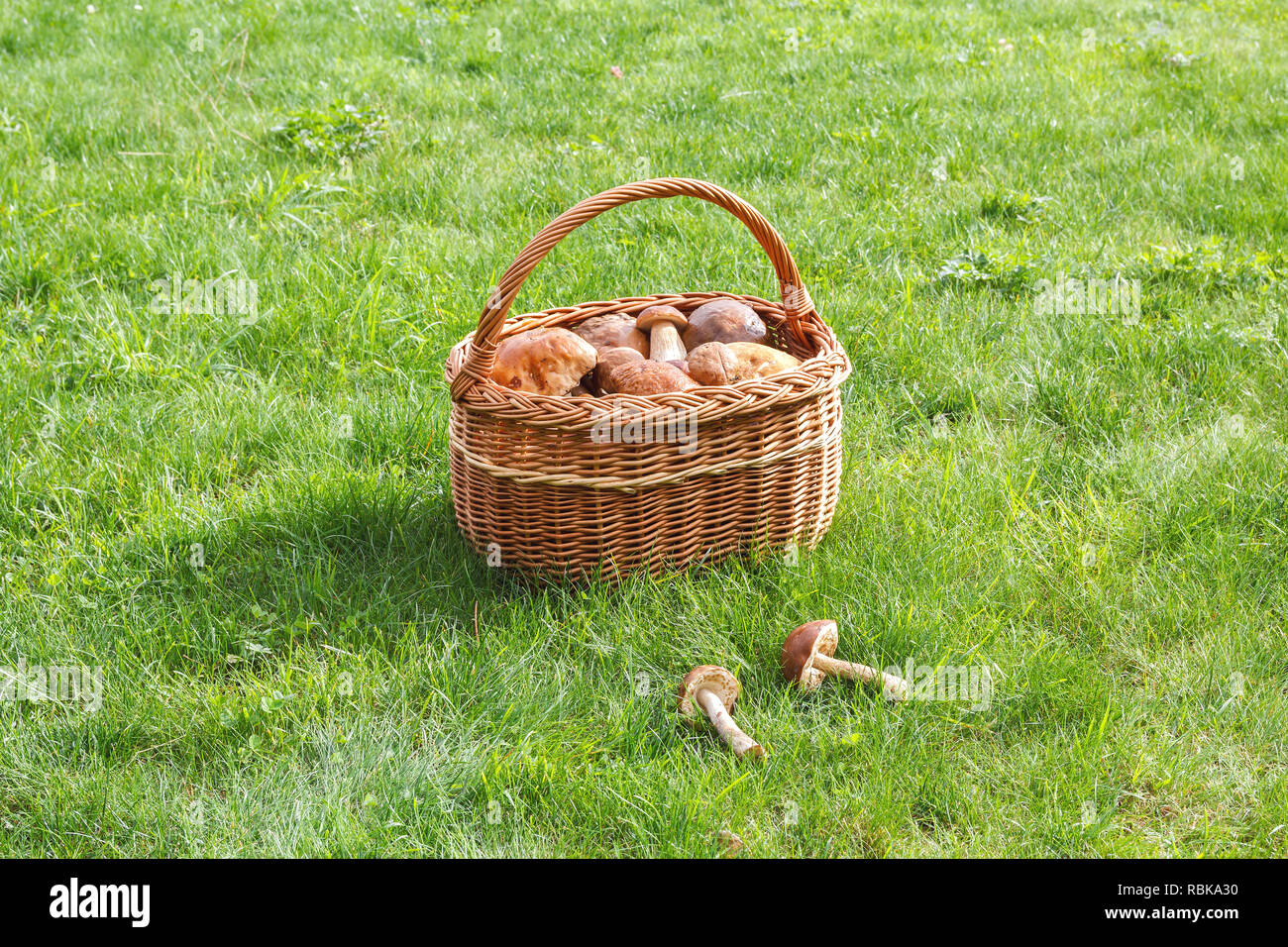 Basket with bunnies on a sunny meadow Stock Photo