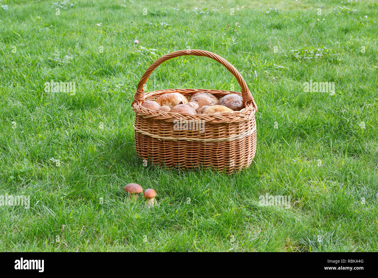 Basket with porcini mushrooms on a sunny meadow Stock Photo