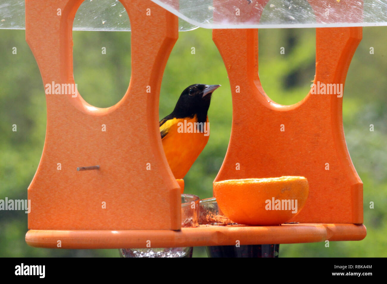 A close up of a front view of a Baltimore Oriole at an Oriole bird