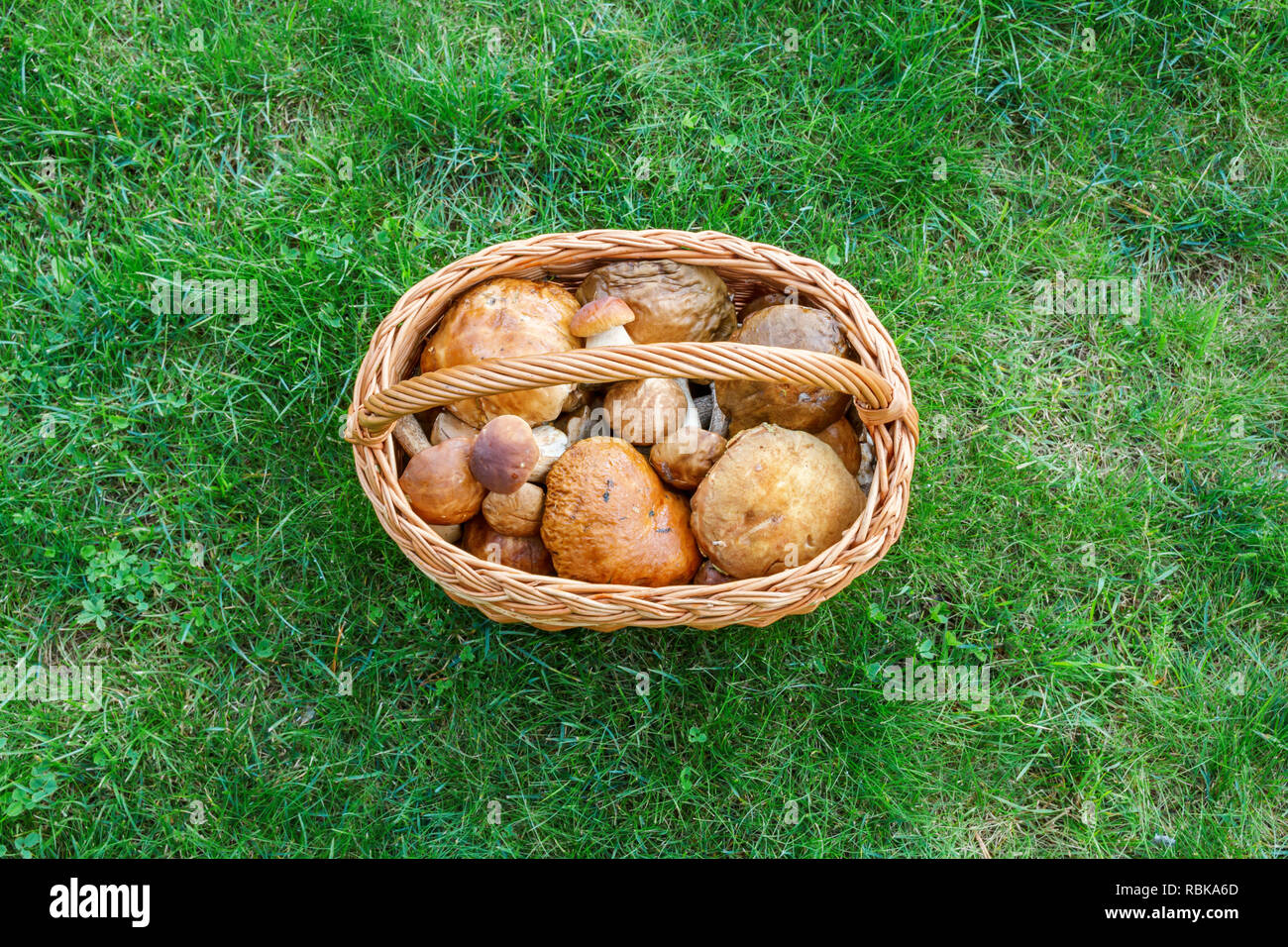Mushrooms in a basket Stock Photo