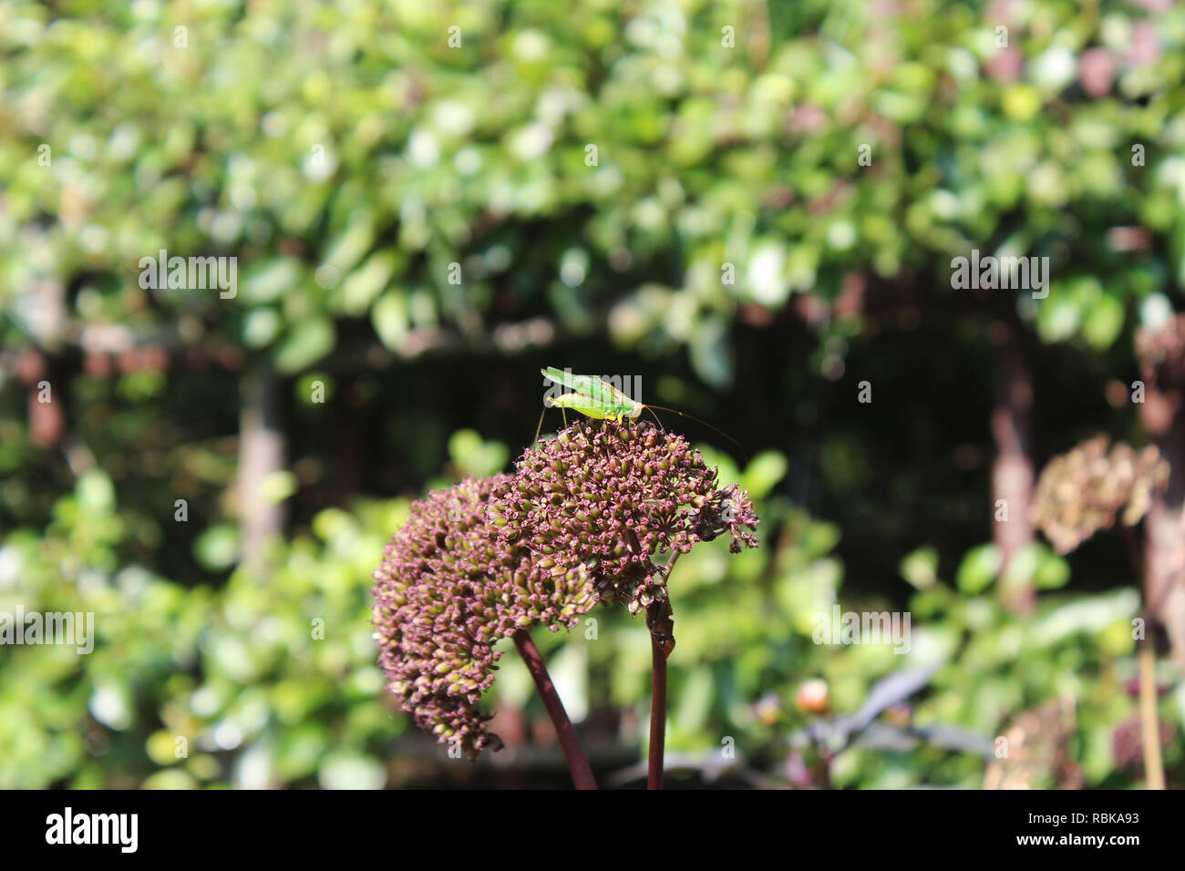 Close up of a katydid resting on a milkweed flower Stock Photo
