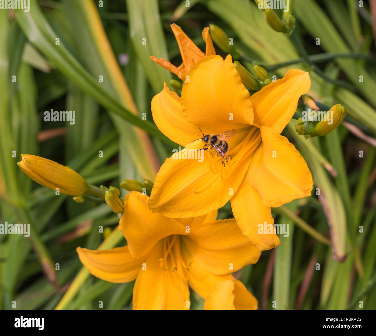 Color outdoor nature macro image of a blooming yellow daylily blossom with a bee in it on natural green blurred background taken on a sunny summer day Stock Photo