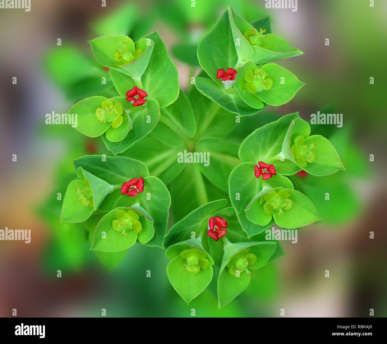 Symmetric pentagon-shaped plant with red flowers Stock Photo