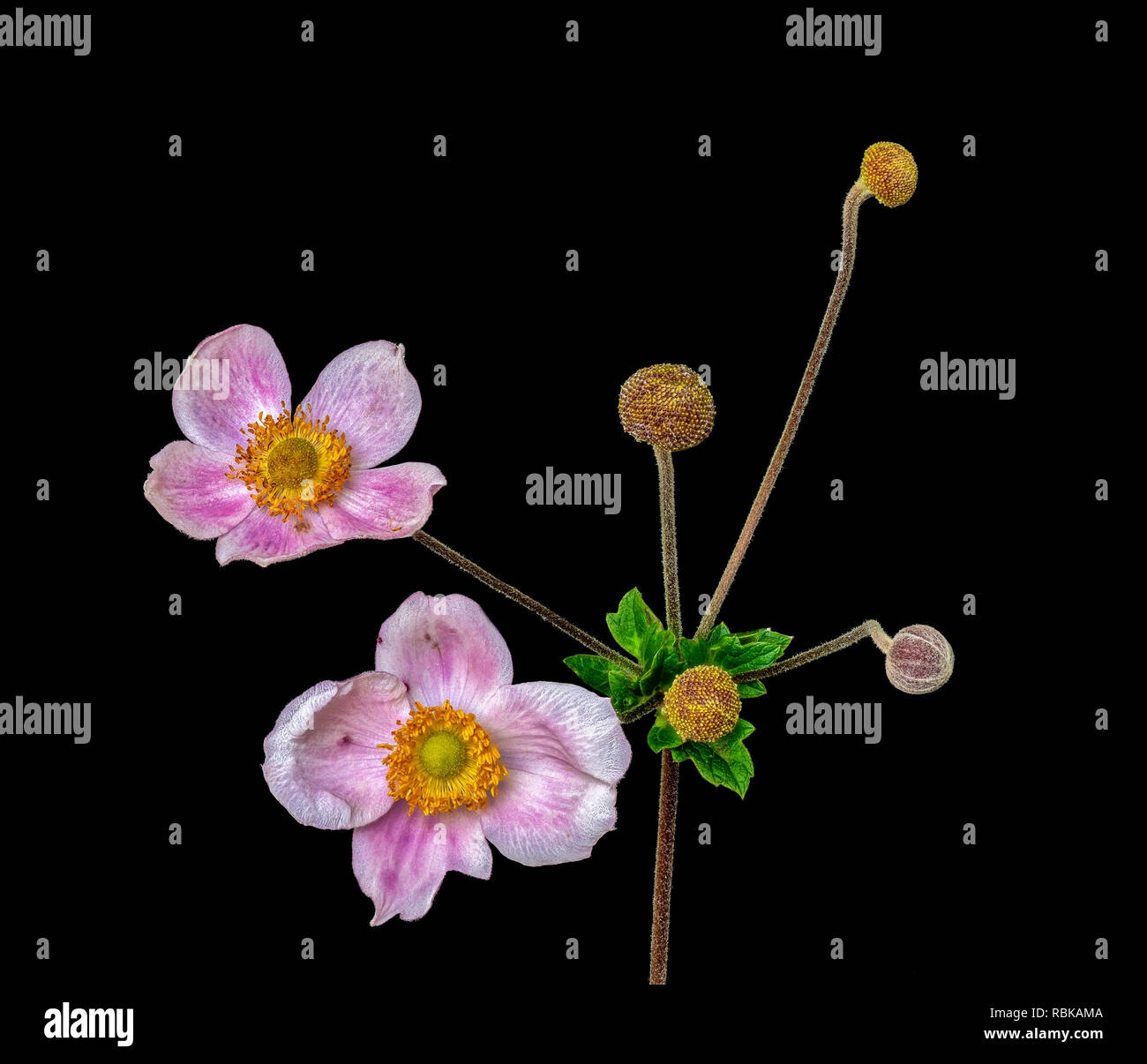 Color fine art still life floral macro flower image of a single isolated pink white autumn anemone with two blossoms and four buds, black background Stock Photo
