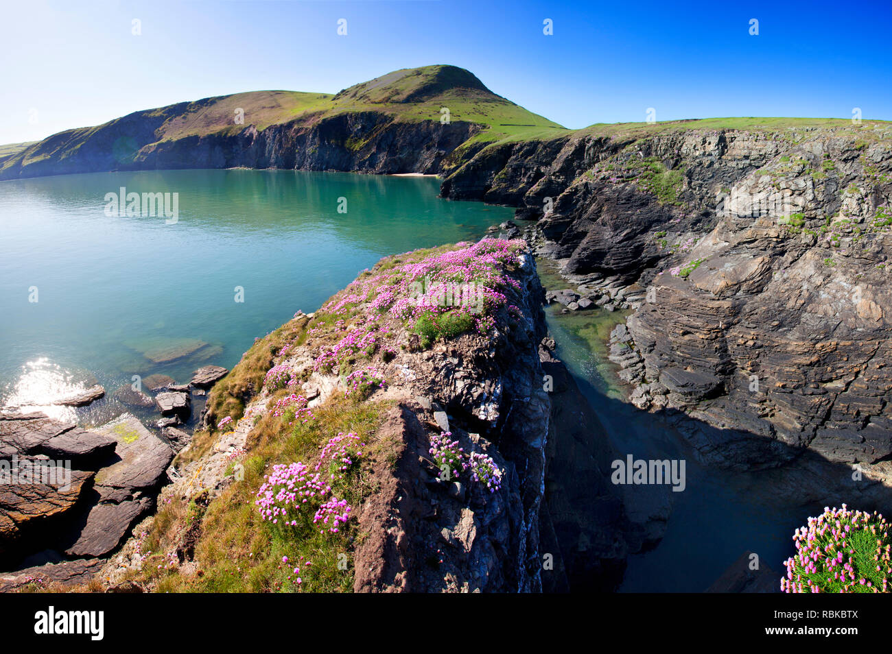 View from Ynys Lochtyn towards the Ceredigion coastline, West Wales, with Sea Pinks in the foreground. Stock Photo