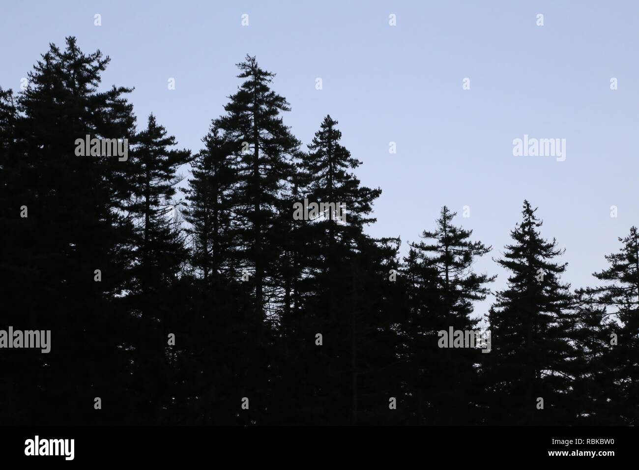 Silhouette tree line along the evening sky Stock Photo - Alamy