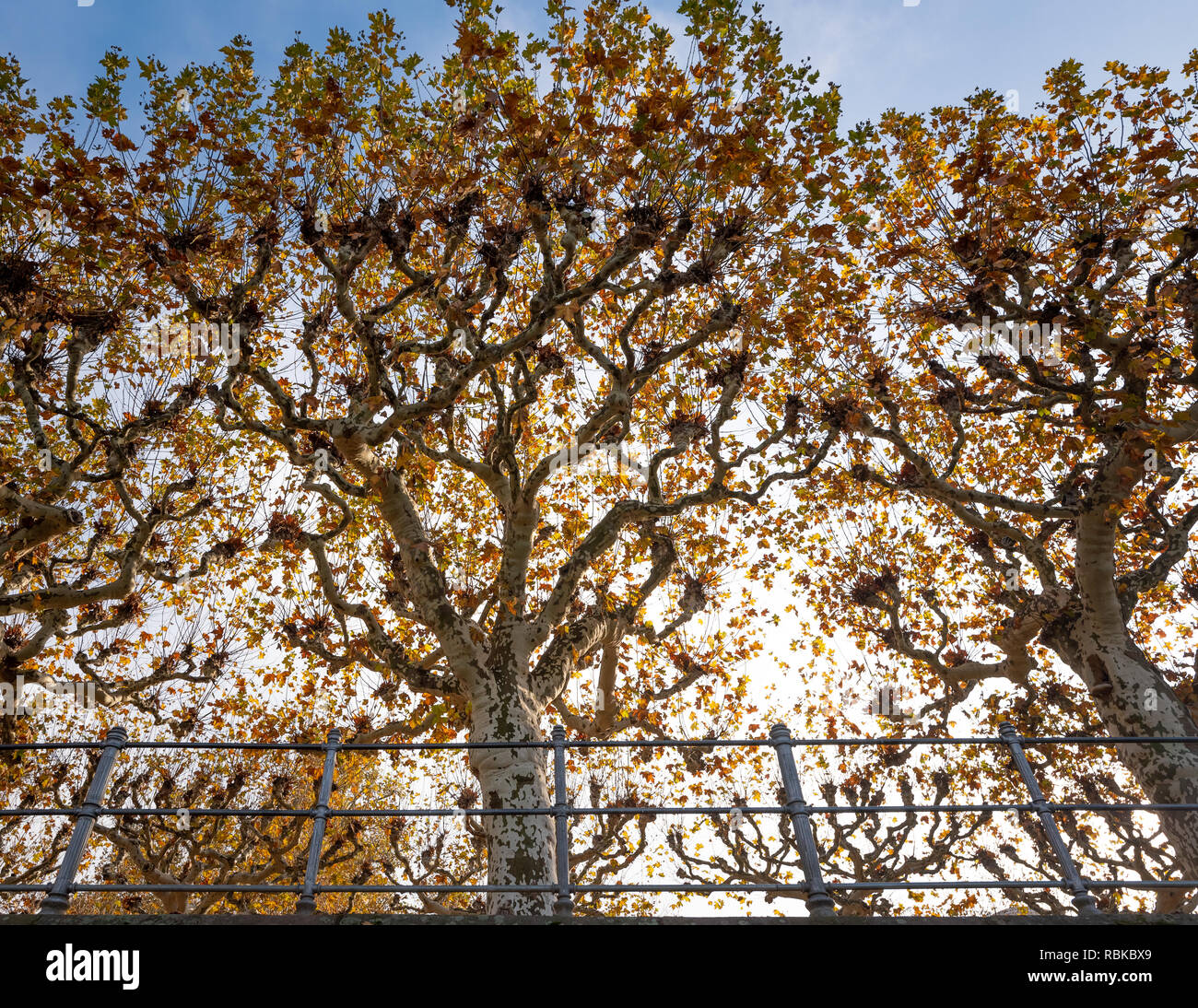 fall trees in Frankfurt, Germany Stock Photo Alamy
