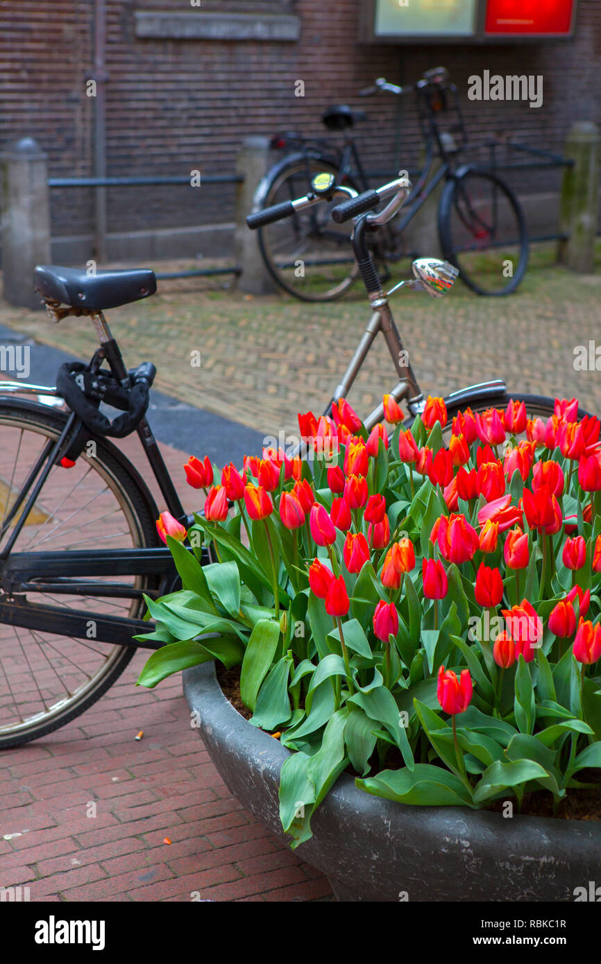 Amsterdam bicycle flowers hi-res stock 