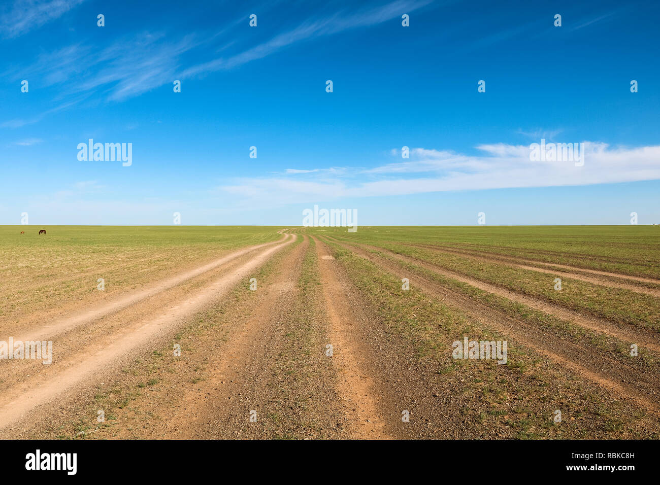 Provisional road tracks through plain landscape with perfect blue sky and few clouds (Gobi Desert, Mongolia, Asia) Stock Photo