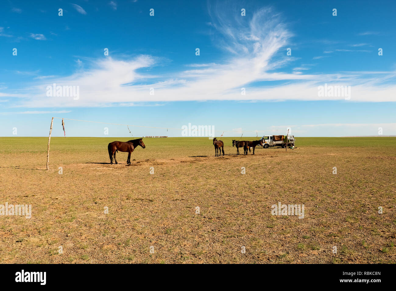 Wild horses being domesticated by traditional Mongolian nomads in Gobi Desert during beautiful summer day with blue sky (Gobi Desert, Mongolia, Asia) Stock Photo