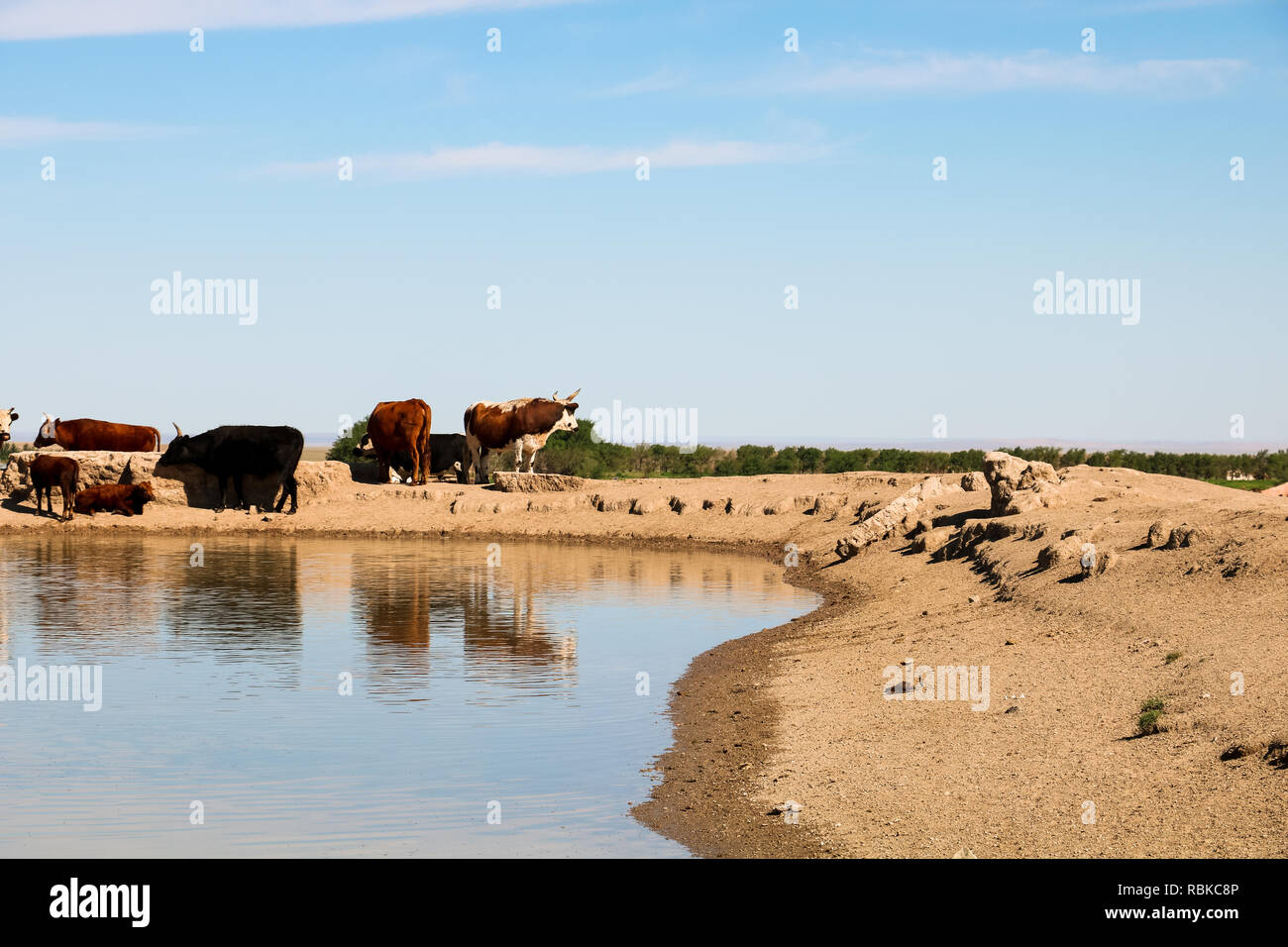 Wild herd of cows at a waterhole in Gobi Desert during summer with clear sky near Flaming Cliffs / Bajandsag (Gobi Desert, Mongolia, Asia) Stock Photo