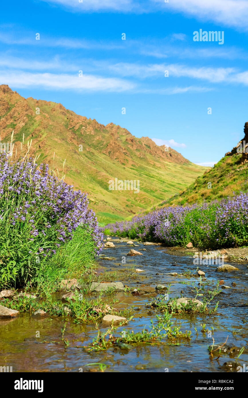 Little river with flowers passing through Yol Valley in Gobi Desert on a perfect blue day (Gobi Desert, Mongolia, Asia) Stock Photo