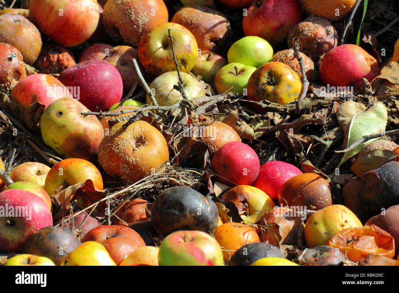 Apples in a composter Stock Photo Alamy