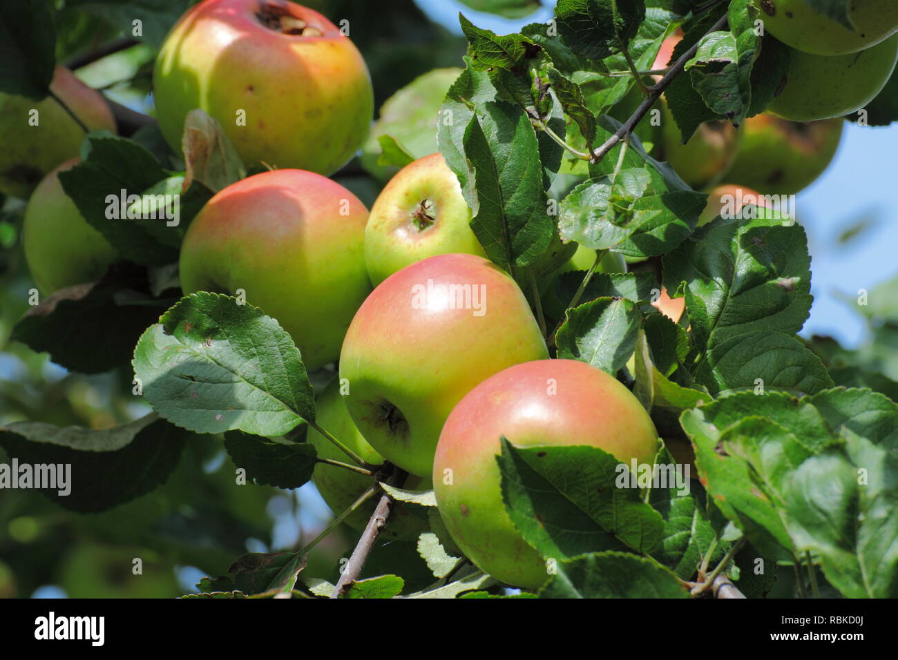 Fresh tree fruit hi-res stock photography and images - Alamy