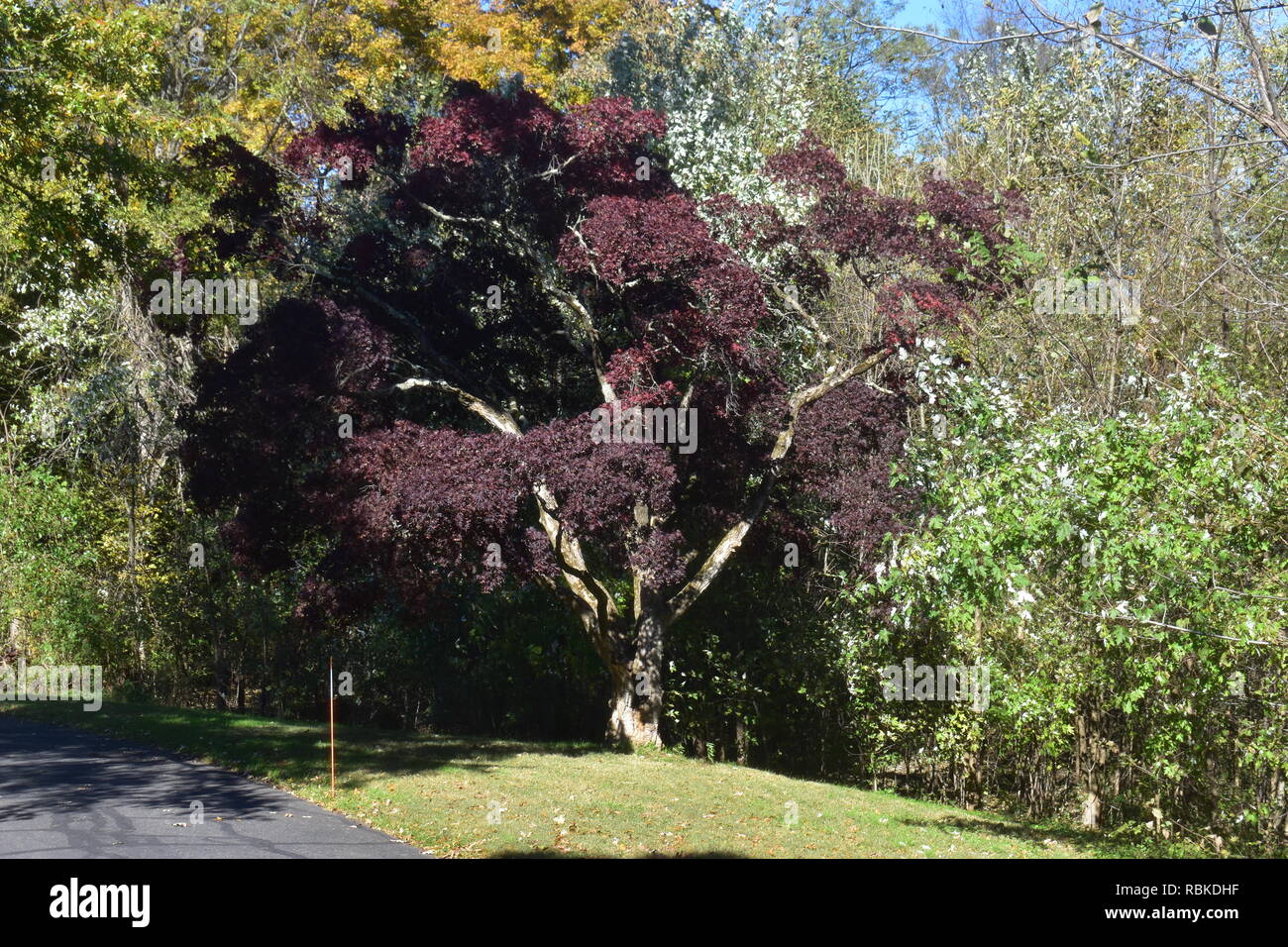 Japanese red maple tree with dark red leaves on a sunny day in autumn Stock Photo