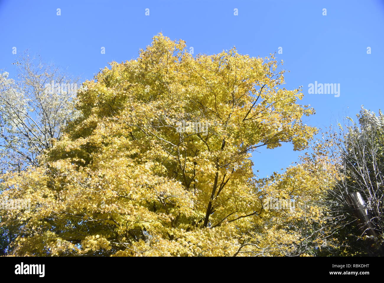 Beautiful yellow autumn maple tree leaves against a clear bright blue sky Stock Photo