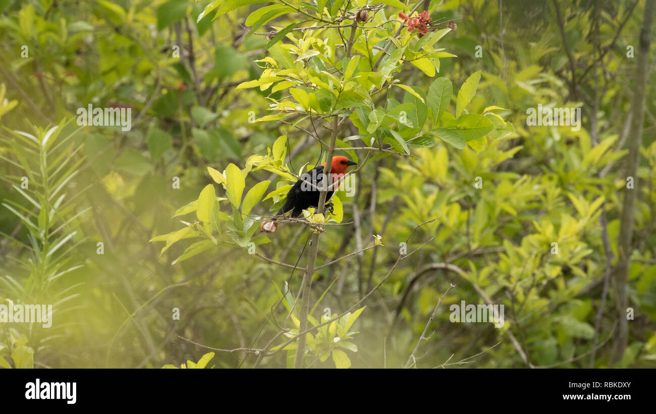 Scarlet-headed blackbird Stock Photo