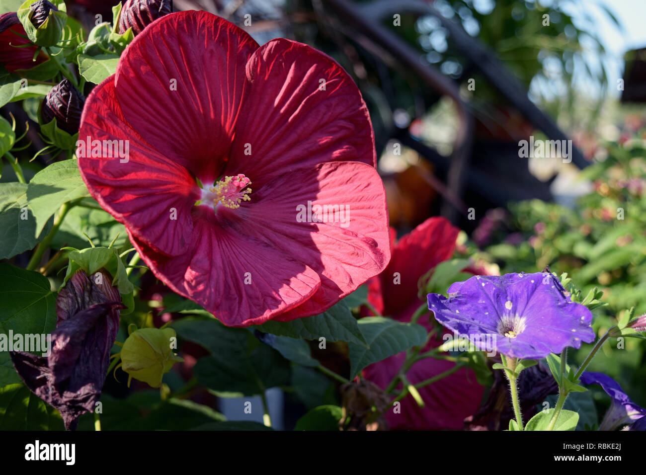 red and purple flowers Stock Photo Alamy