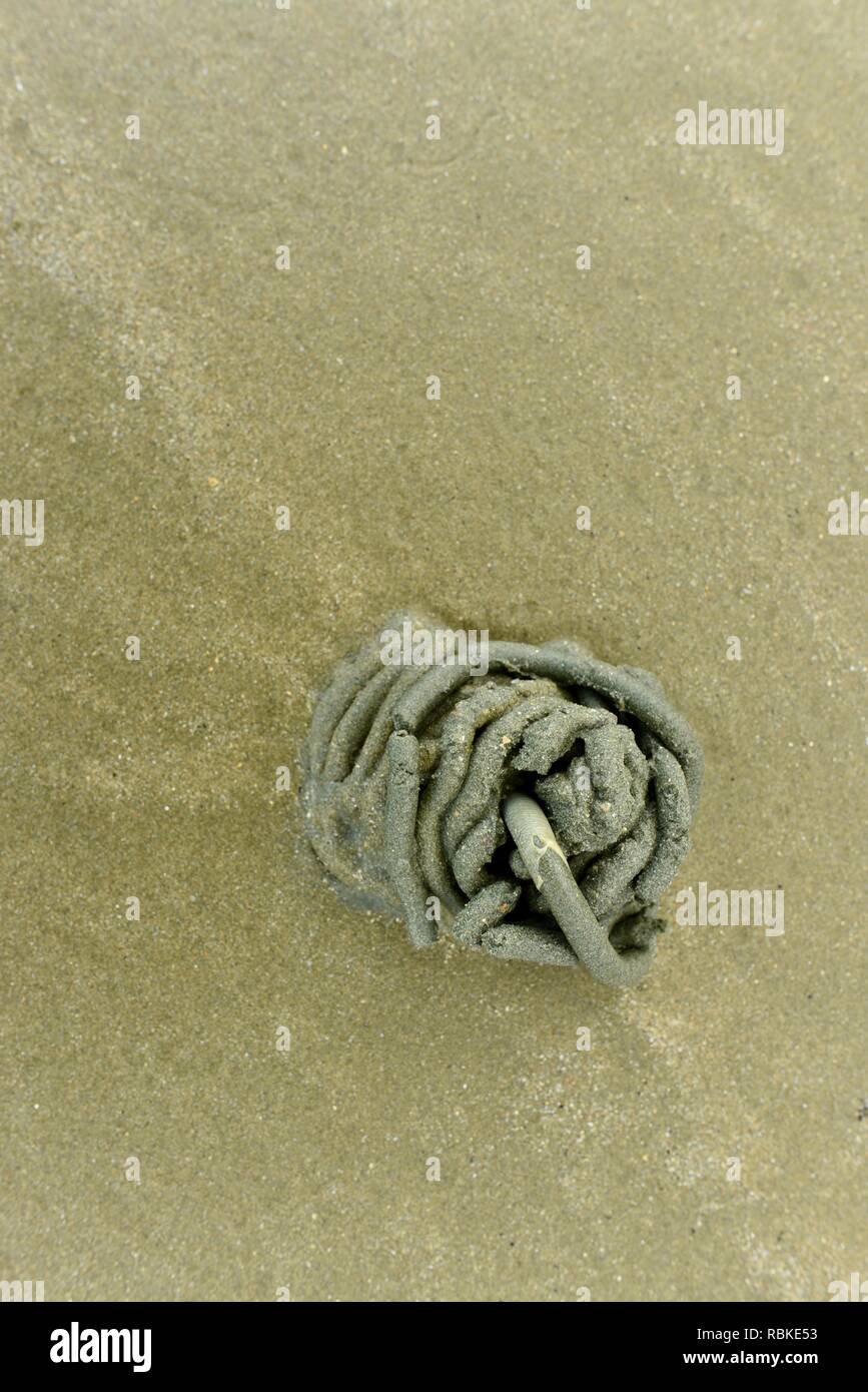 A marine worm casting on a beach, Hiking through Cape Hillsborough
