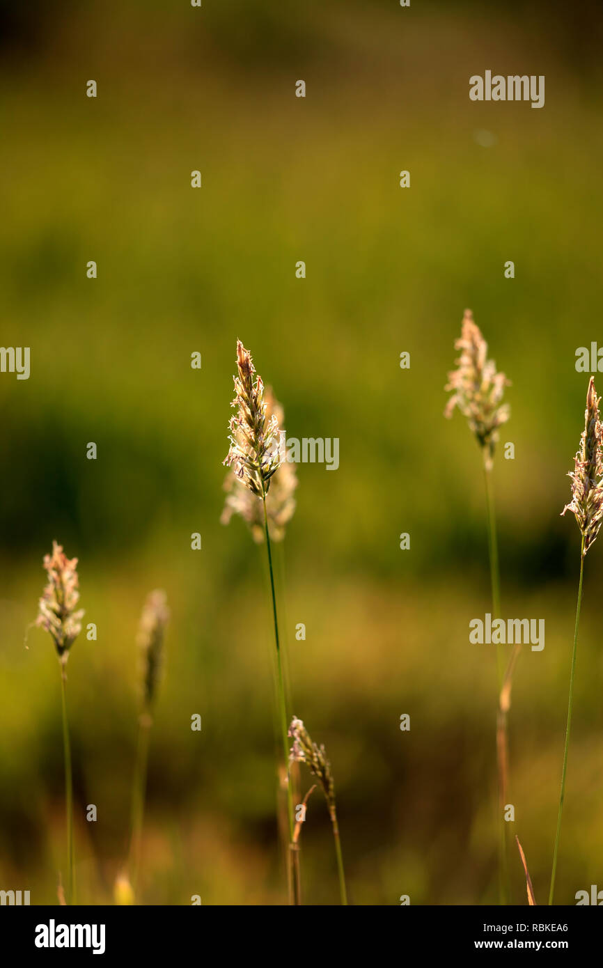 Hairy green weed hi-res stock photography and images - Alamy