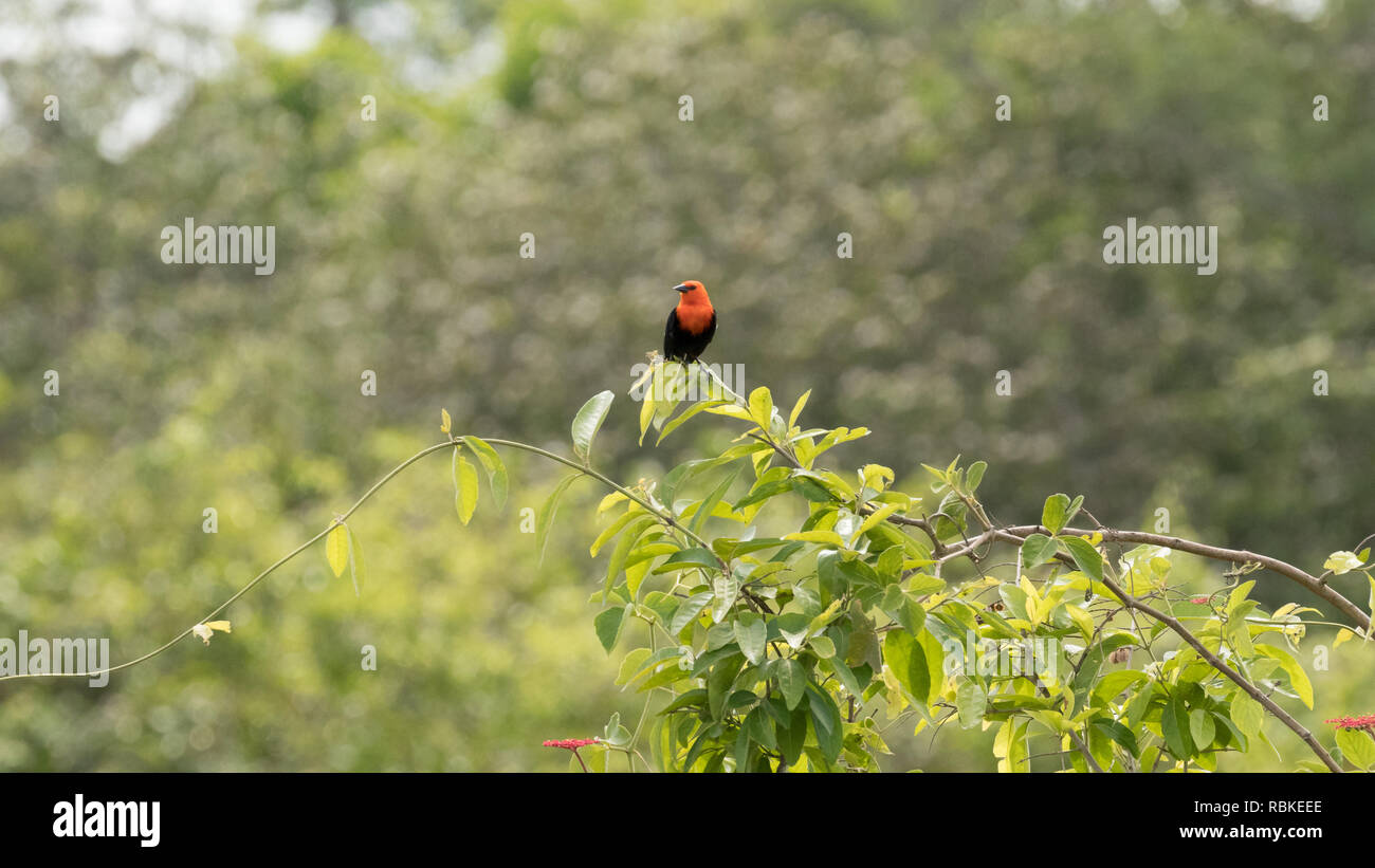 Scarlet-headed blackbird Stock Photo