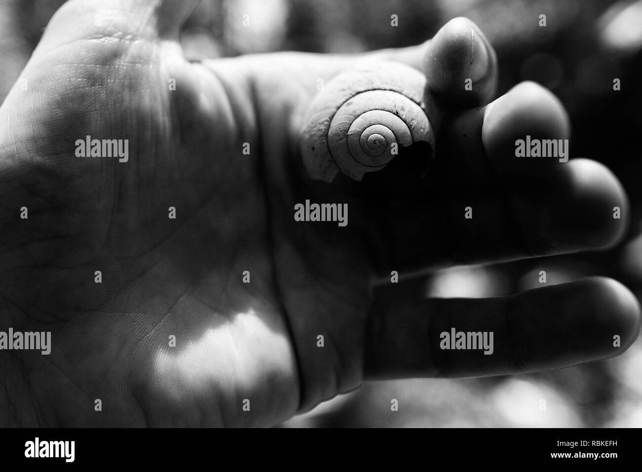 A hand holding a native snail shell in black and white, Hiking through Cape Hillsborough National Park, Queensland, Australia Stock Photo