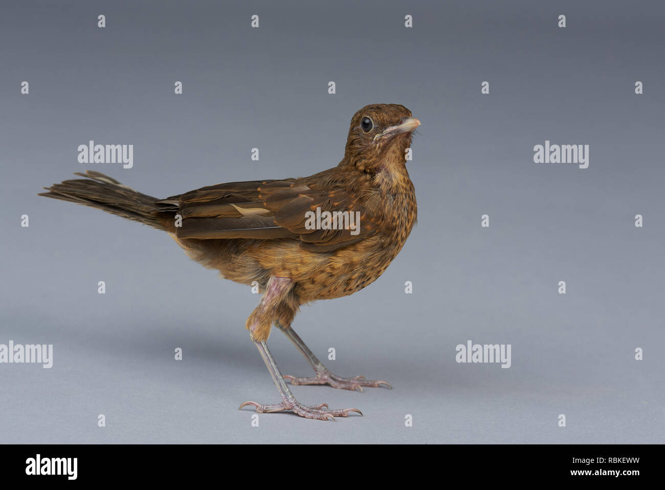 Brown trush bird look in camera standing on gray studio background Stock Photo