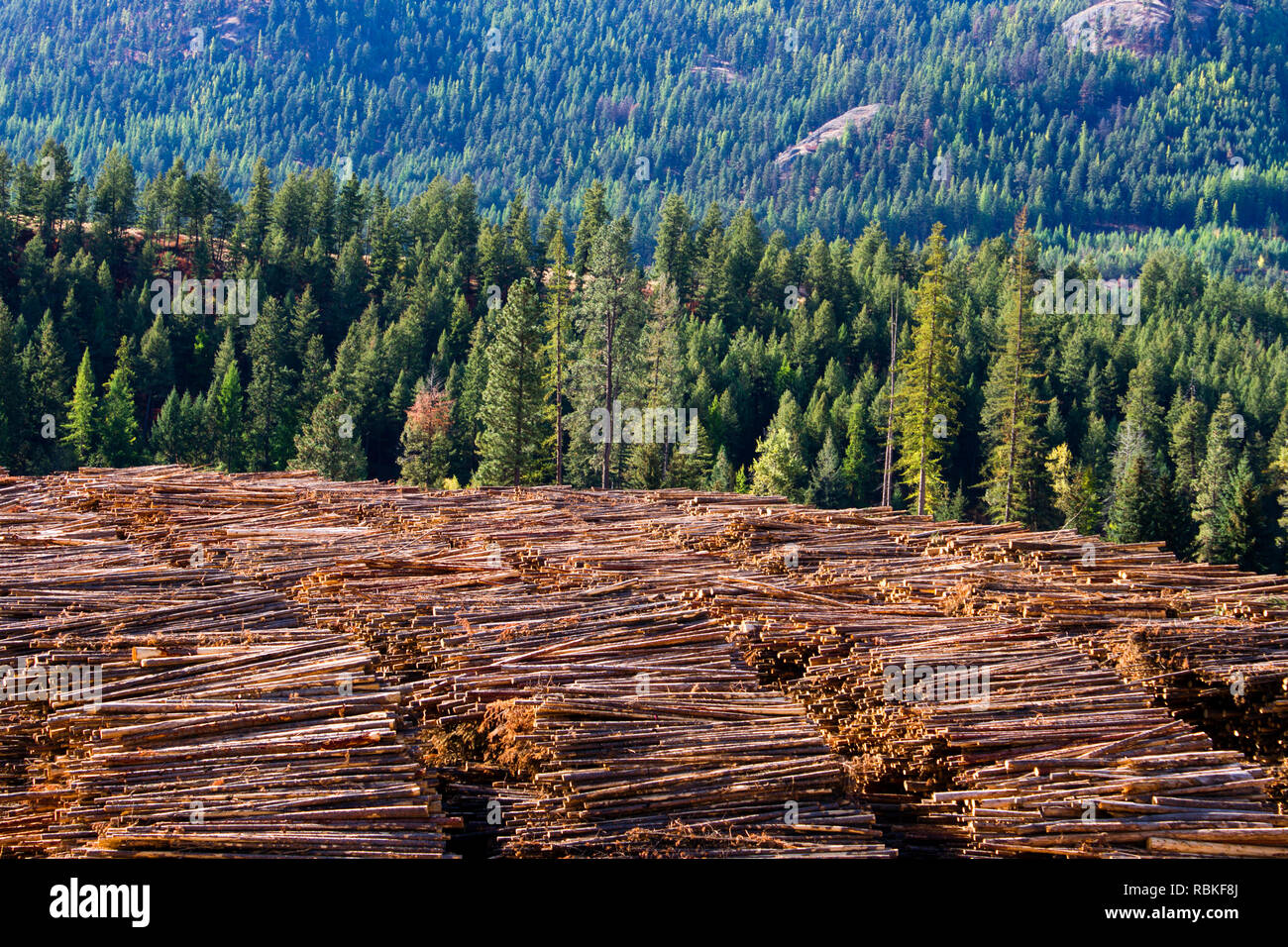 Felled cut wood timber logs in a pile at a sawmill in Midway, British