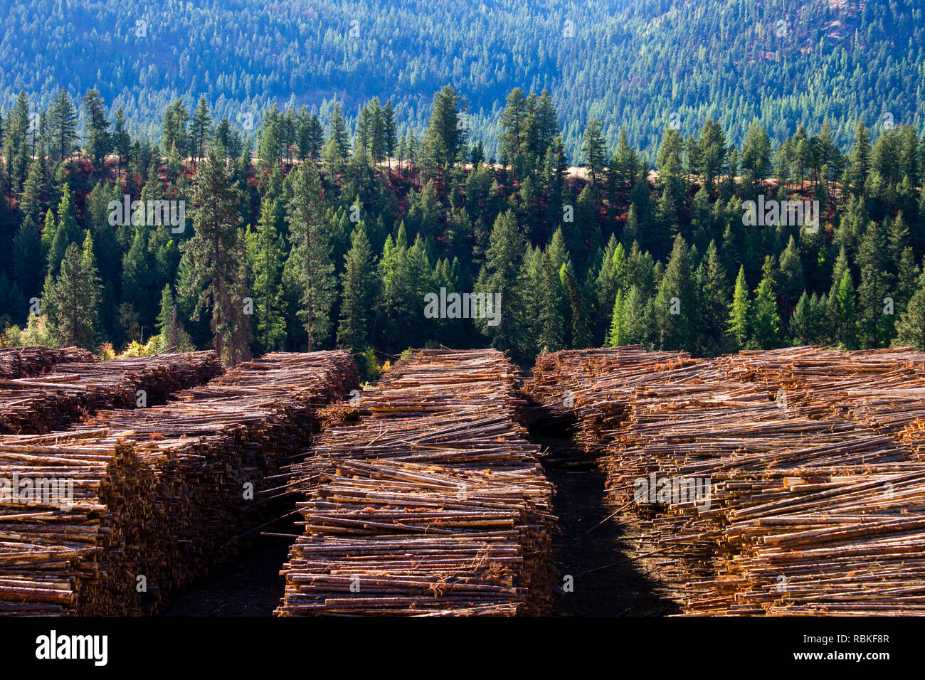Softwood Lumber Canada High Resolution Stock Photography and Images Alamy