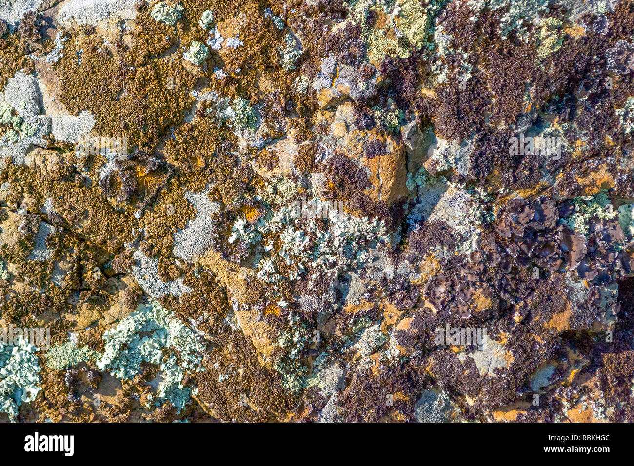 Background of natural colored background with a rough texture on the ...