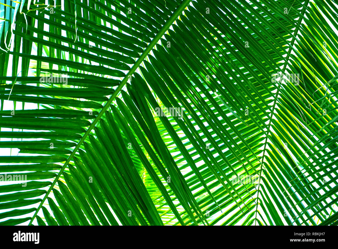 Coconut leaf background Stock Photo - Alamy