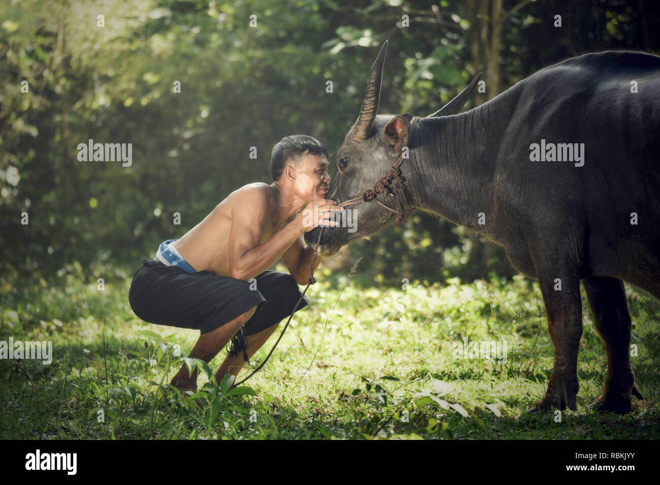 Farmer with buffalo look at the eyes / Asia farmer give love for his buffalo  in field countryside - Care love animal engagement owner bosom person / B  Stock Photo - Alamy