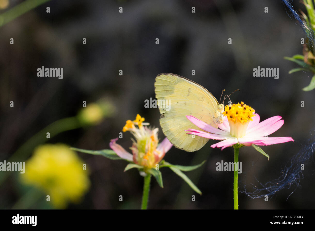 Asteraceae caudatus Cosmos Stock Photo Alamy