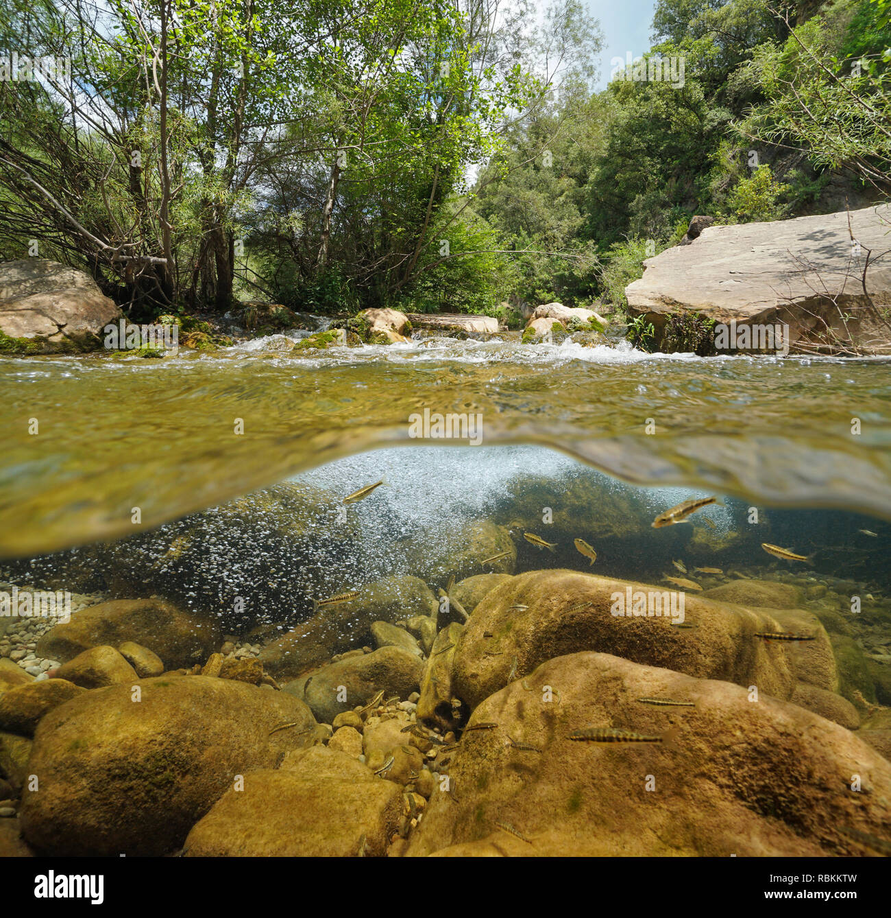 River with rocks and fish underwater (common minnow), split view half above and below water surface, La Muga, Catalonia, Spain Stock Photo