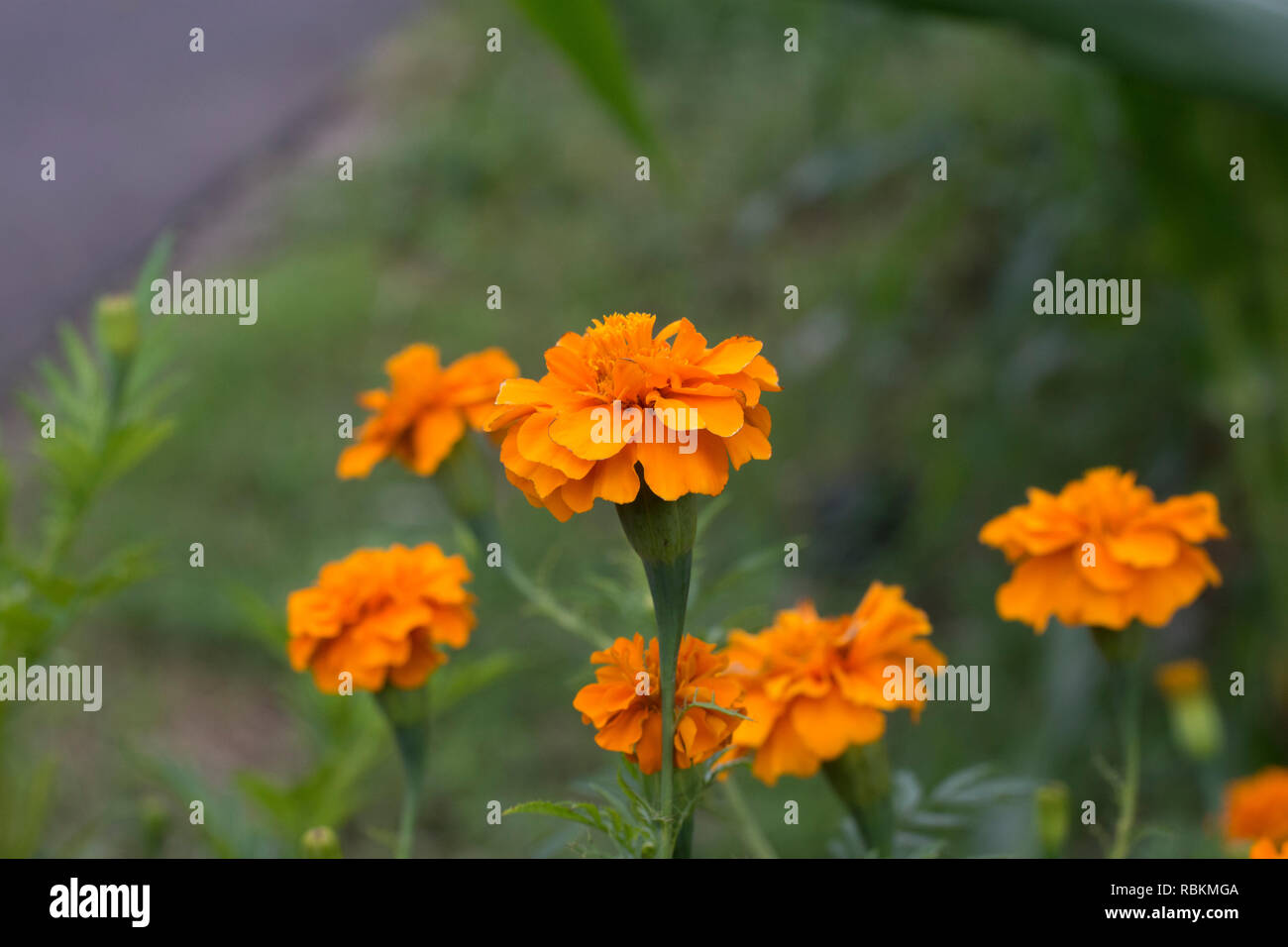 Asteraceae caudatus Cosmos Stock Photo Alamy