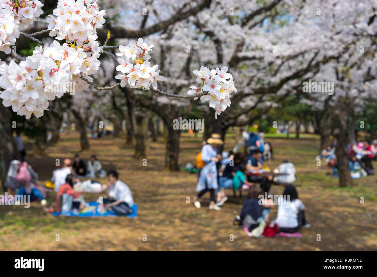Yoyogi Park( Yoyogi kōen) is a park in Shibuya,Tokyo, Japan.Yoyogi Park is popular for Cherry Blossom viewing and picnics. Stock Photo