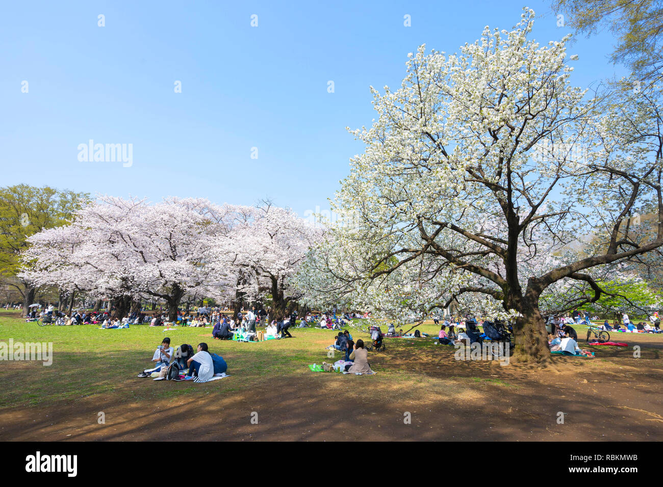 Yoyogi Park( Yoyogi kōen) is a park in Shibuya,Tokyo, Japan.Yoyogi Park is popular for Cherry Blossom viewing and picnics. Stock Photo