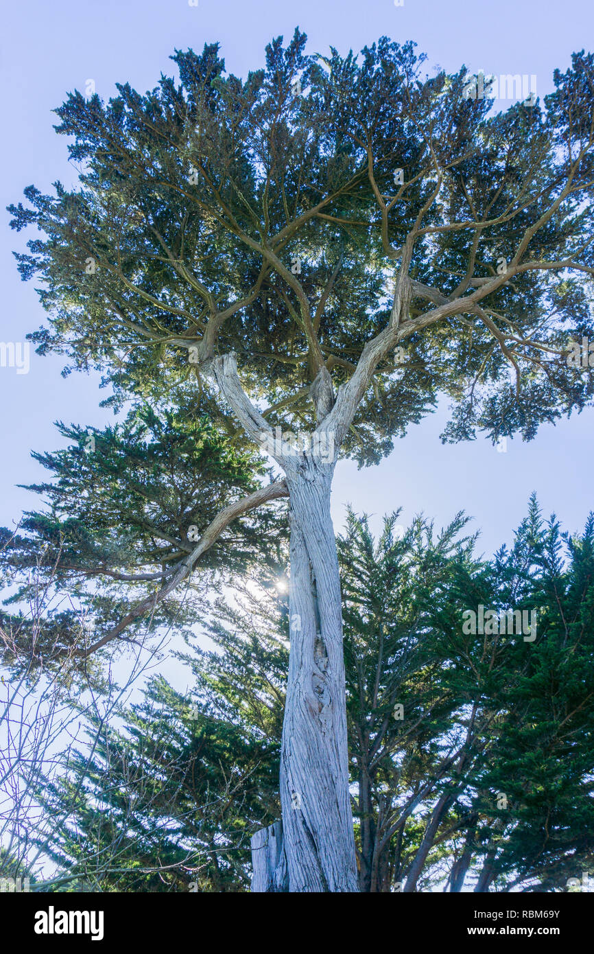 Tall cypress tree, Half Moon Bay, California Stock Photo Alamy