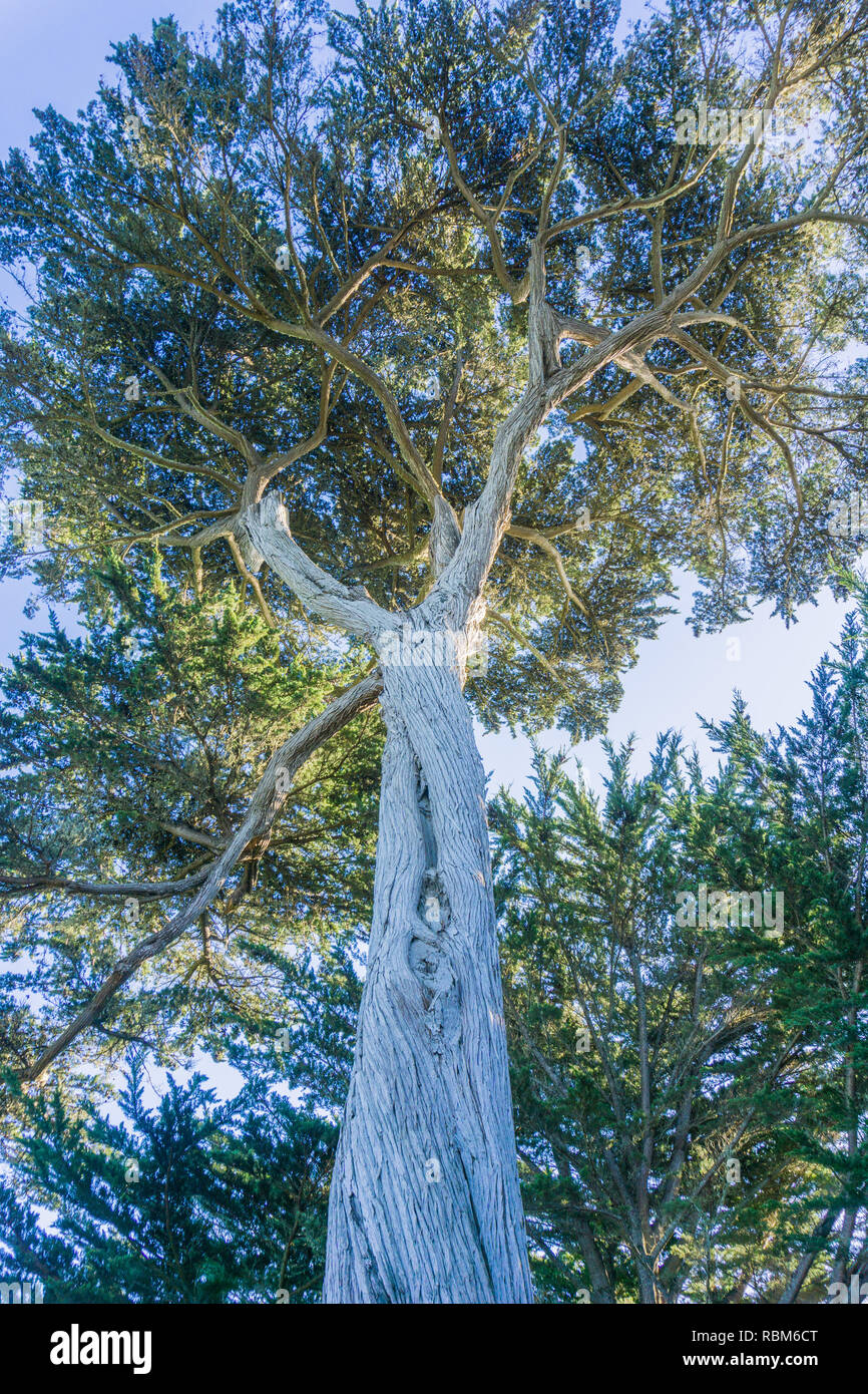 Tall cypress tree, Half Moon Bay, California Stock Photo Alamy