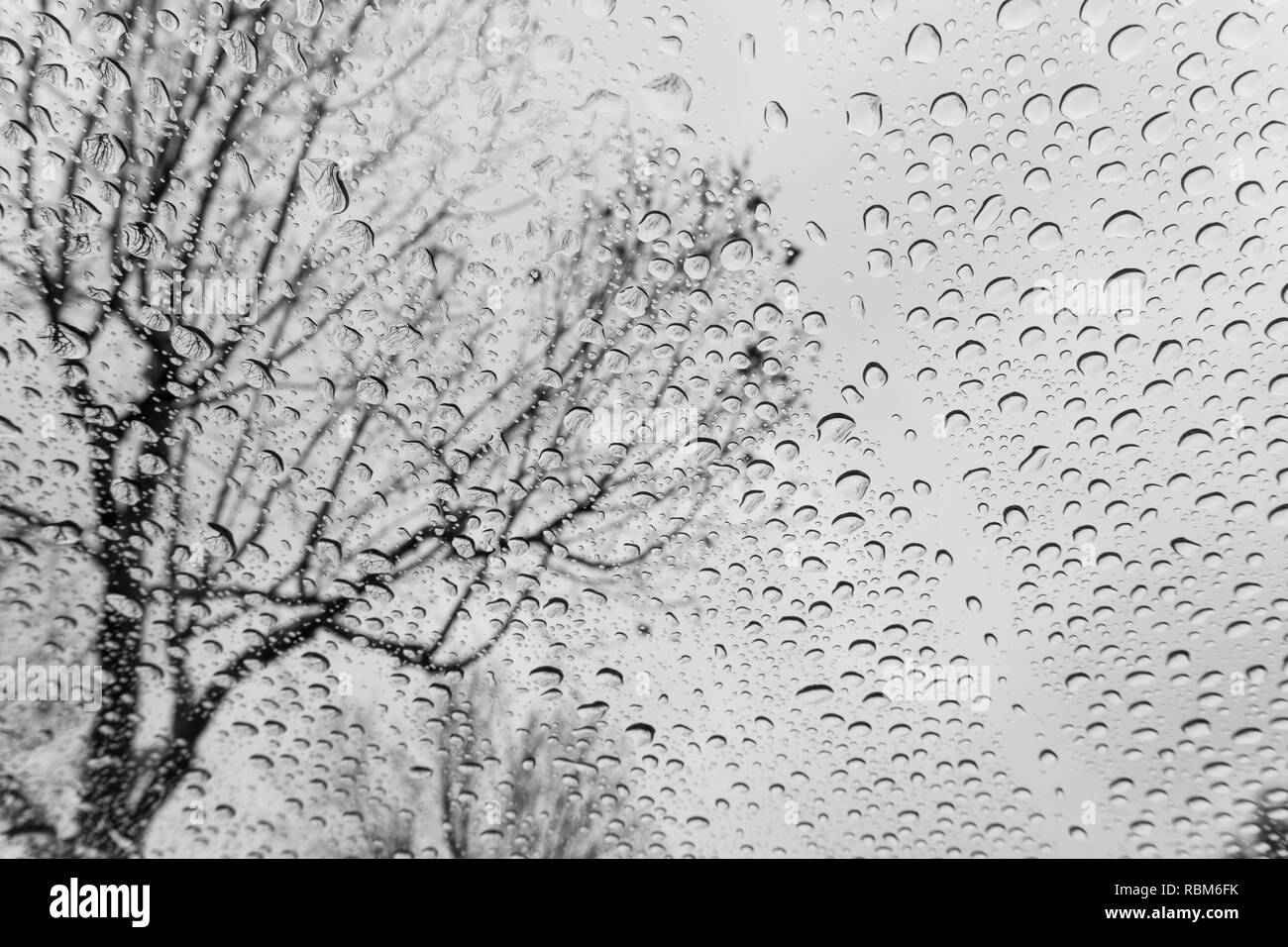 Drops of rain on the windshield, blurred tree shape on the background, black&white Stock Photo