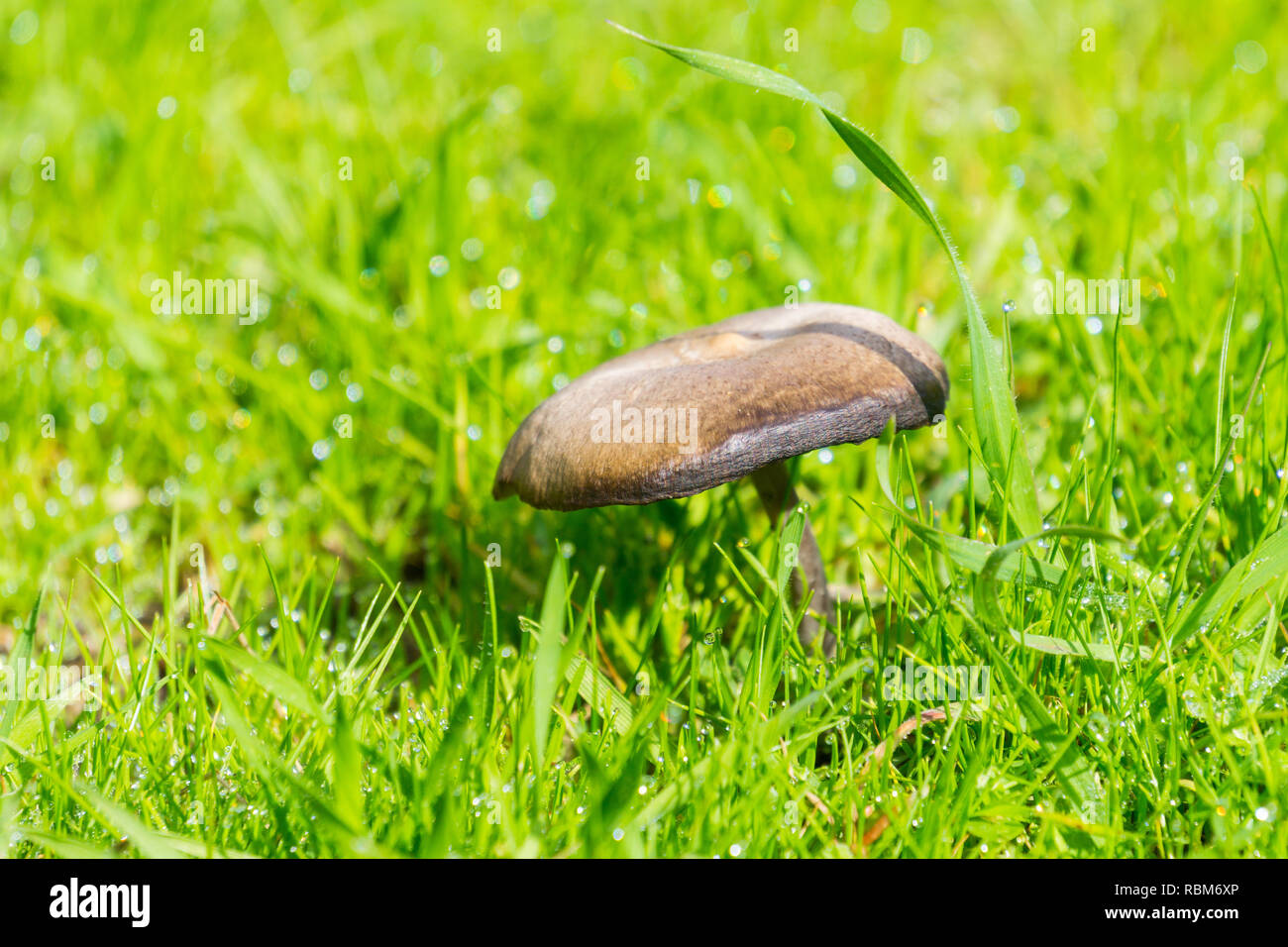 Newly sprouted mushroom on a grass field, California Stock Photo Alamy