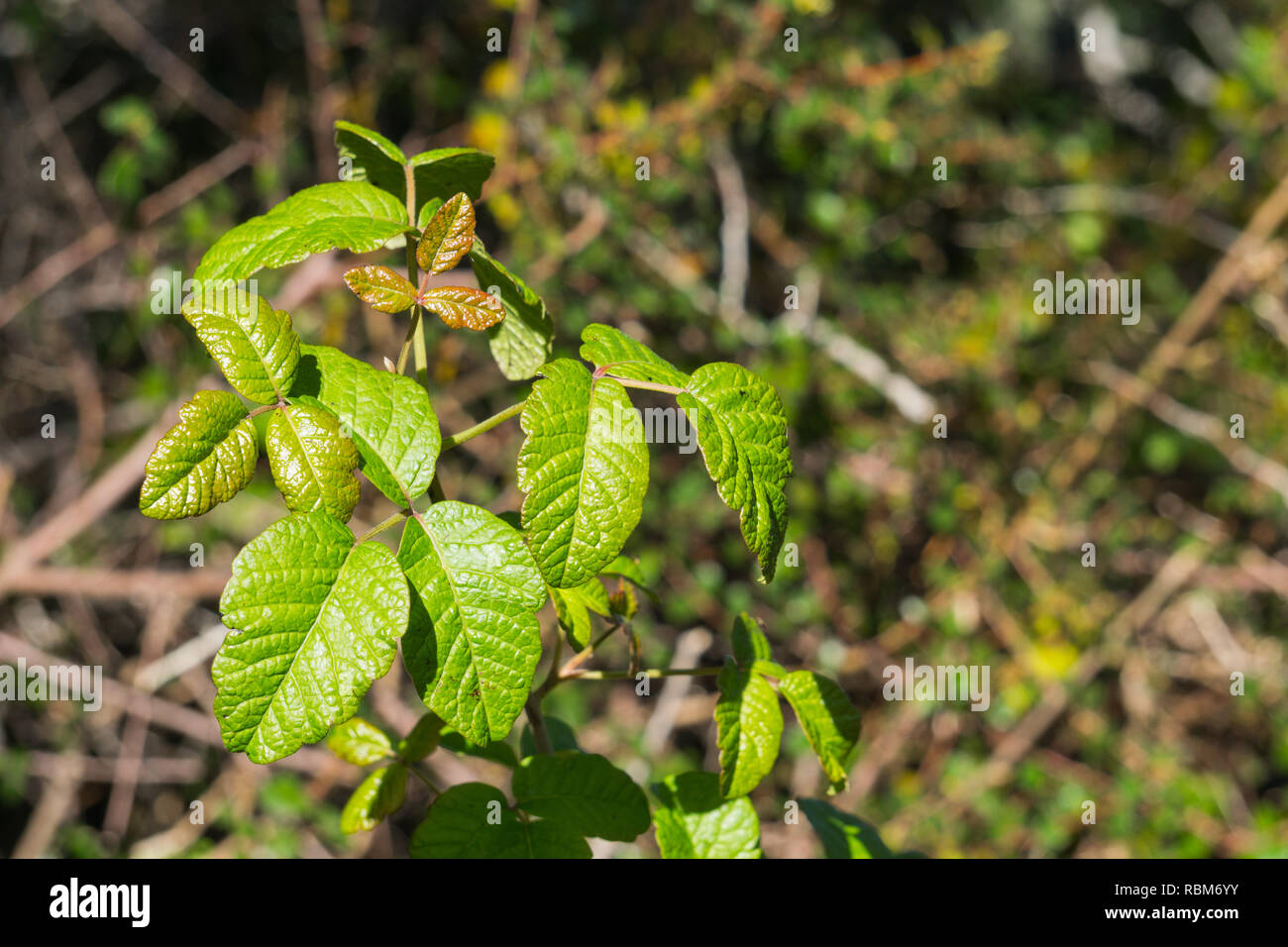 New Poison Oak Leaves California Stock Photo Alamy New poison oak leaves california stock photo alamy