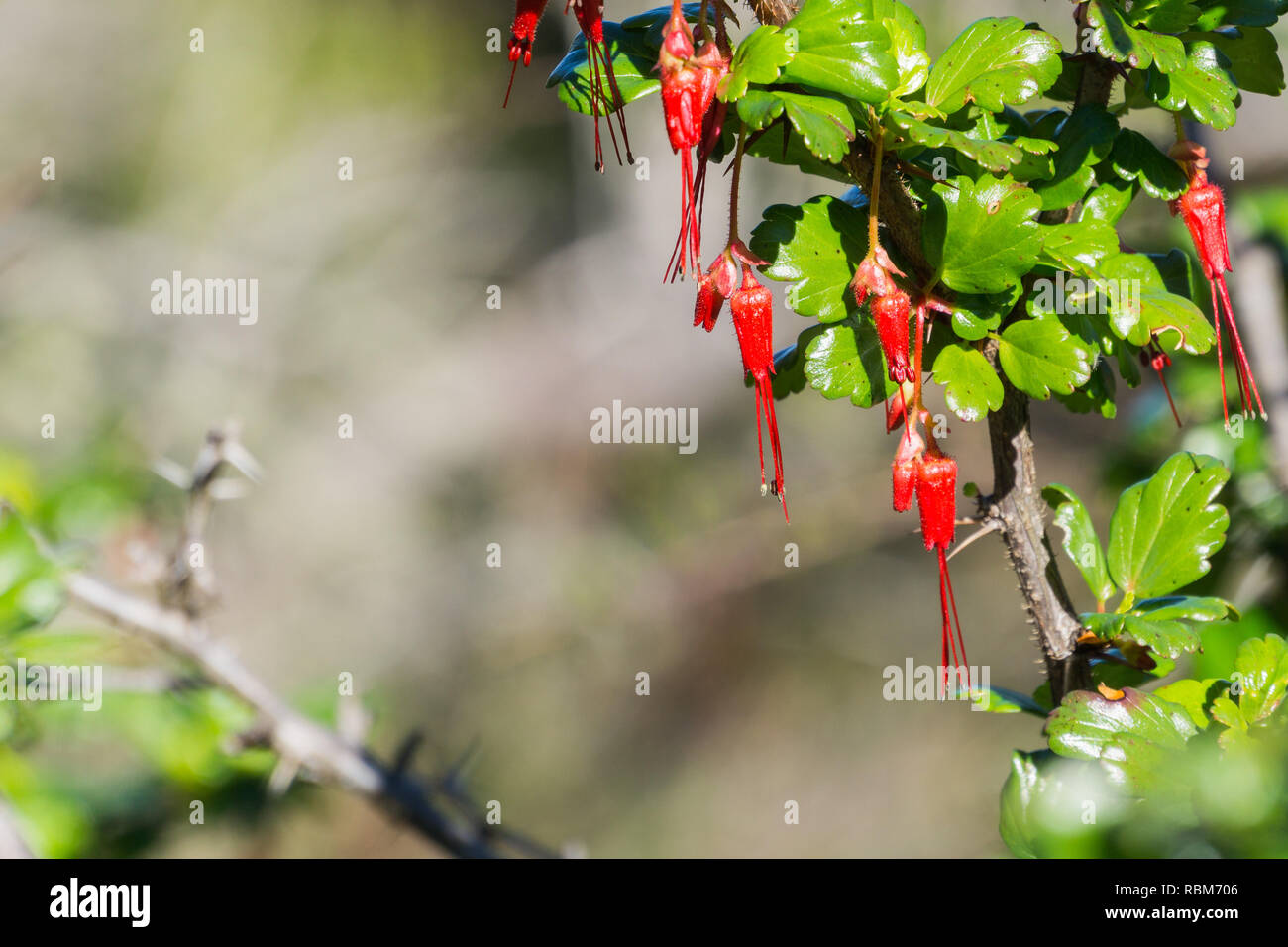Flowers of Fuchsia-flowered Gooseberry (Ribes speciosum) in a garden, California Stock Photo