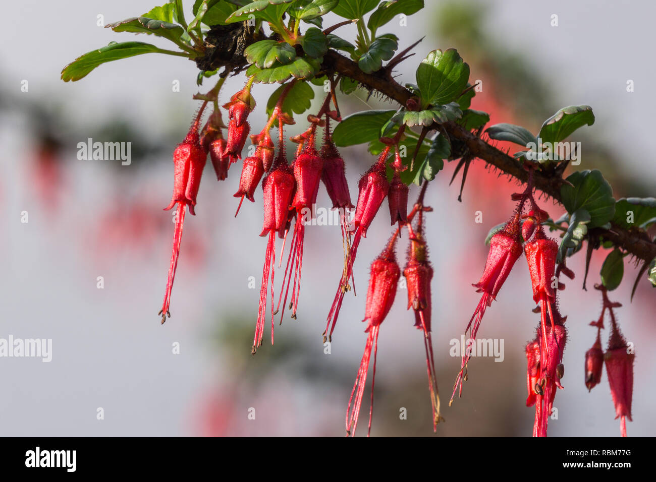 Flowers of Fuchsia-flowered Gooseberry (Ribes speciosum) in a garden, California Stock Photo