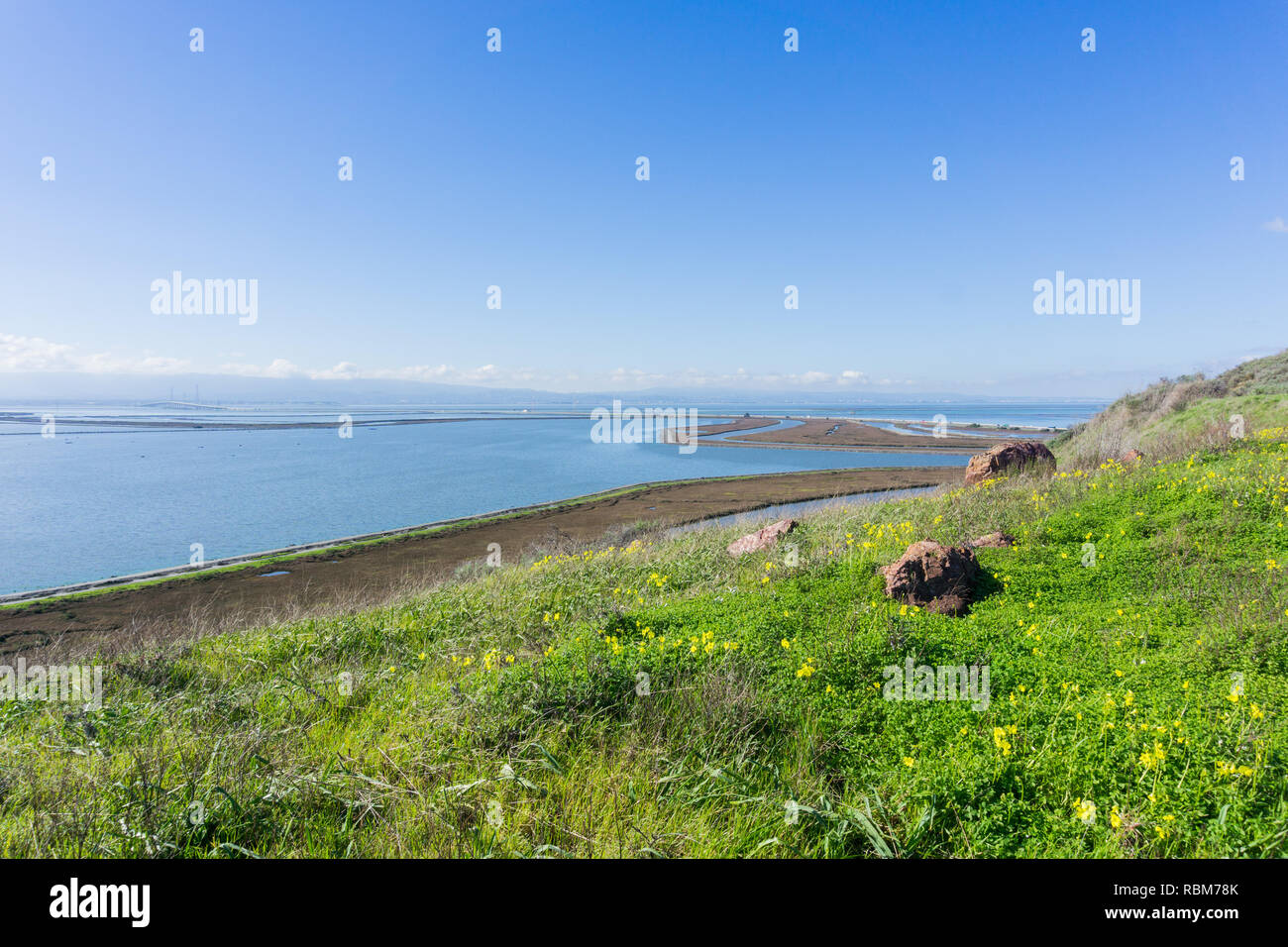 Green meadow and bermuda buttercup flowers in Don Edwards wildlife refuge, Dumbarton bridge in the background, Fremont, San Francisco bay area, Califo Stock Photo