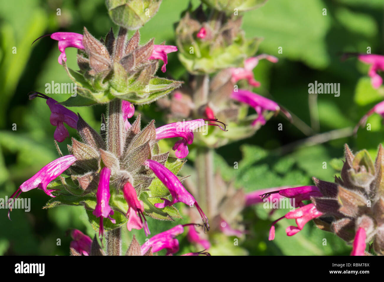 Hummingbird sage (Salvia spathacea) flowers, California Stock Photo